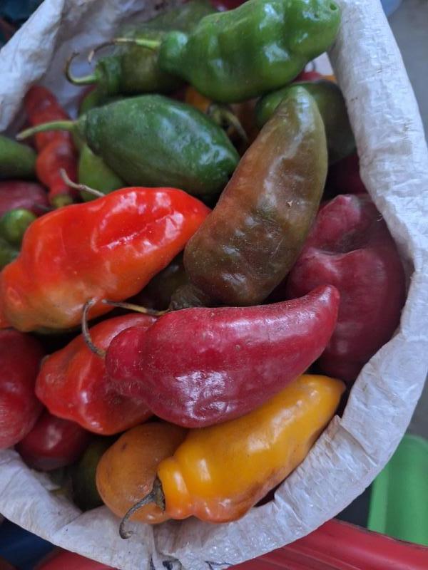 Rocoto serrano