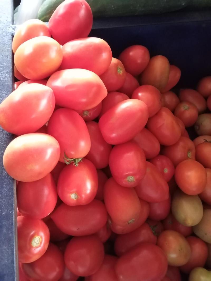 Tomate