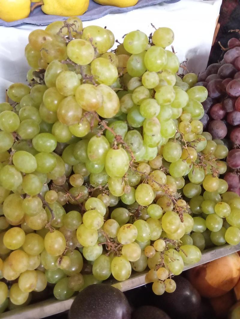 Uvas italia