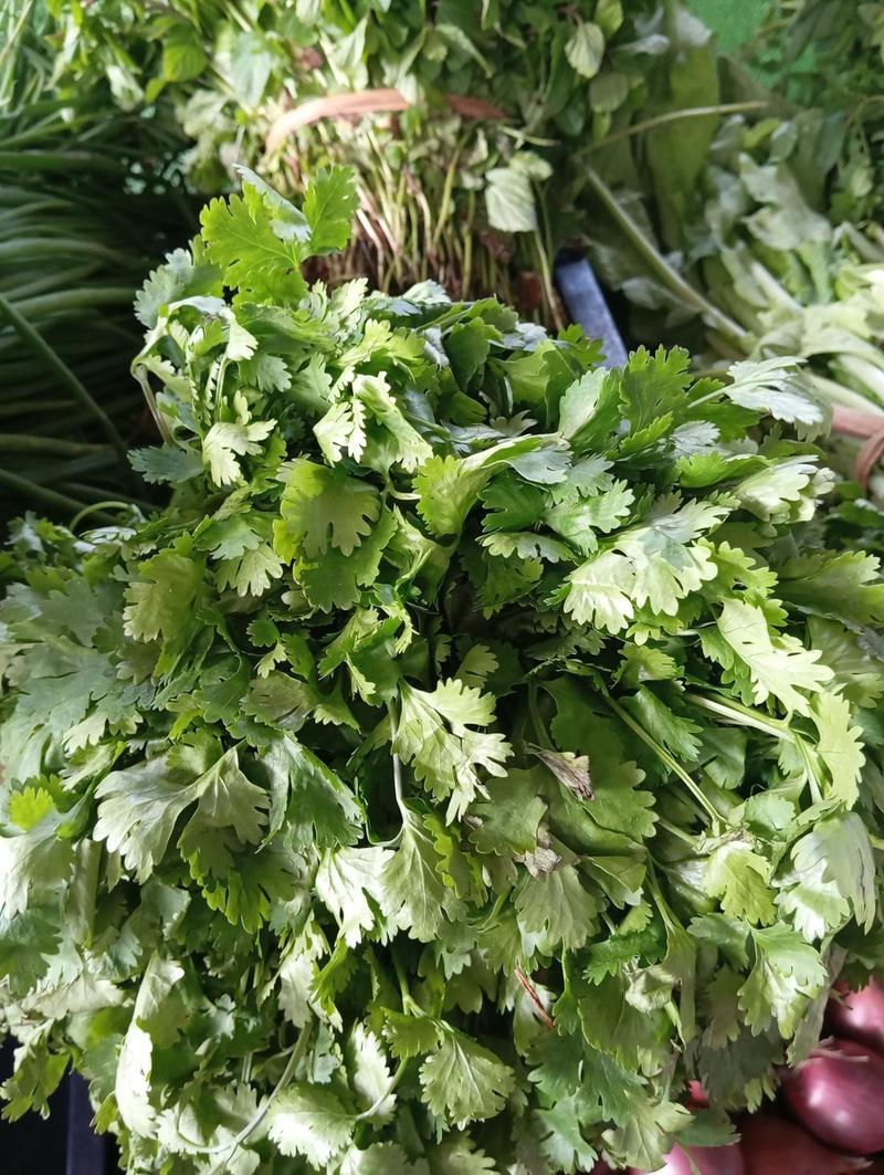 Culantro