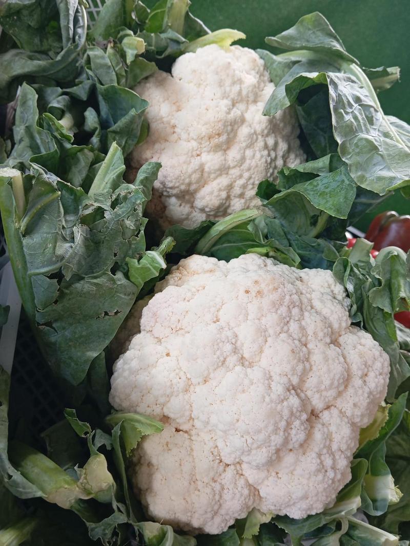 Coliflor