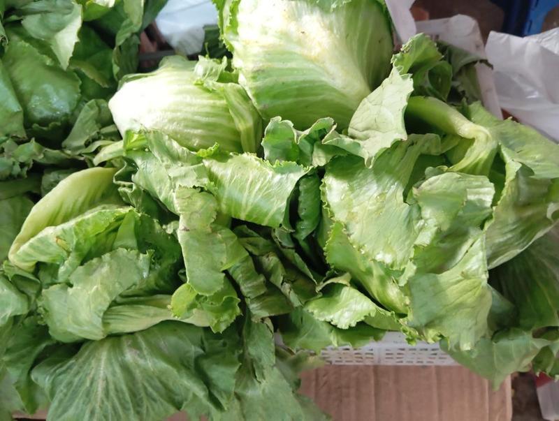 Lechuga americana