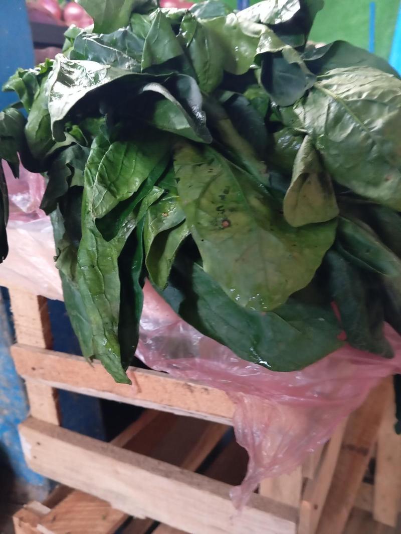 Espinaca