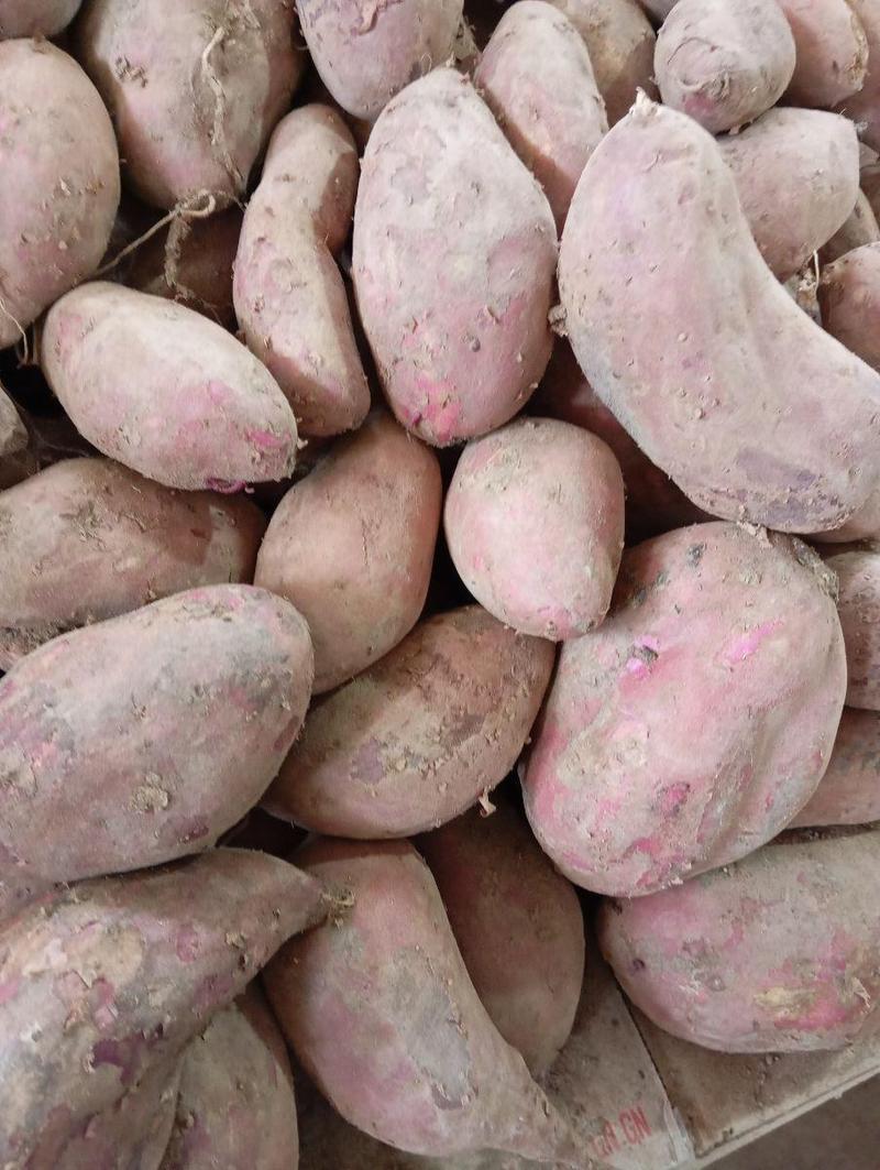 Camote morado huayro