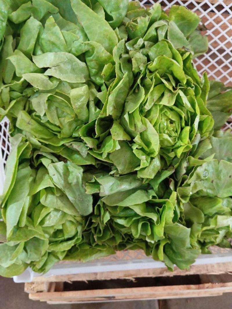 Lechuga seda