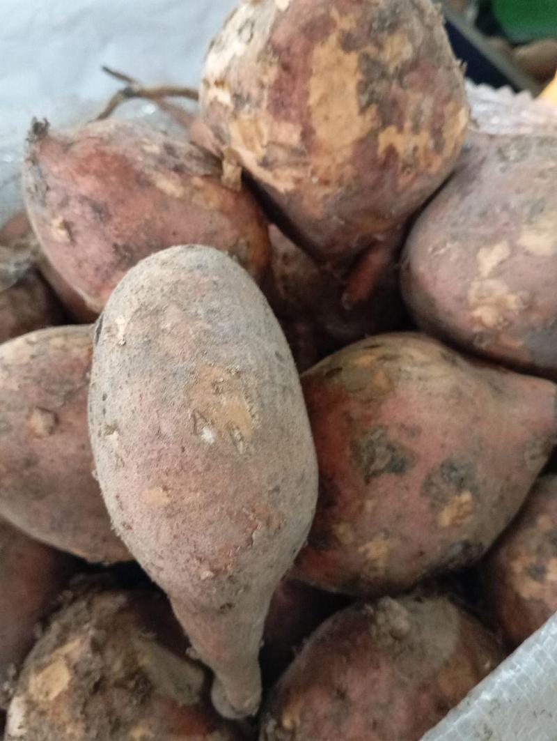 Camote amarillo huayro