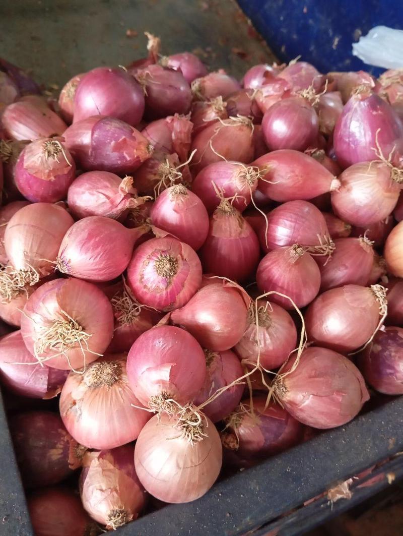 Cebolla cabeza medianos