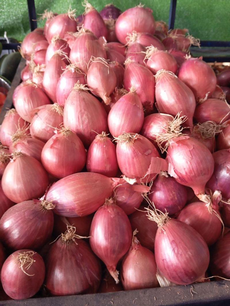Cebolla cabeza grandes