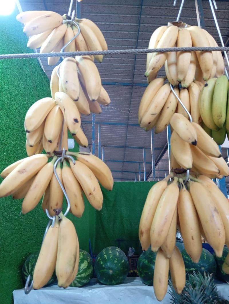 Plátano maleño isla importado