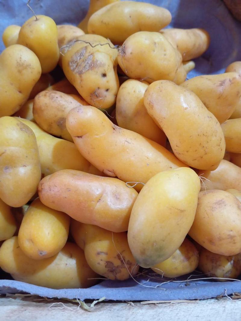 Olluco