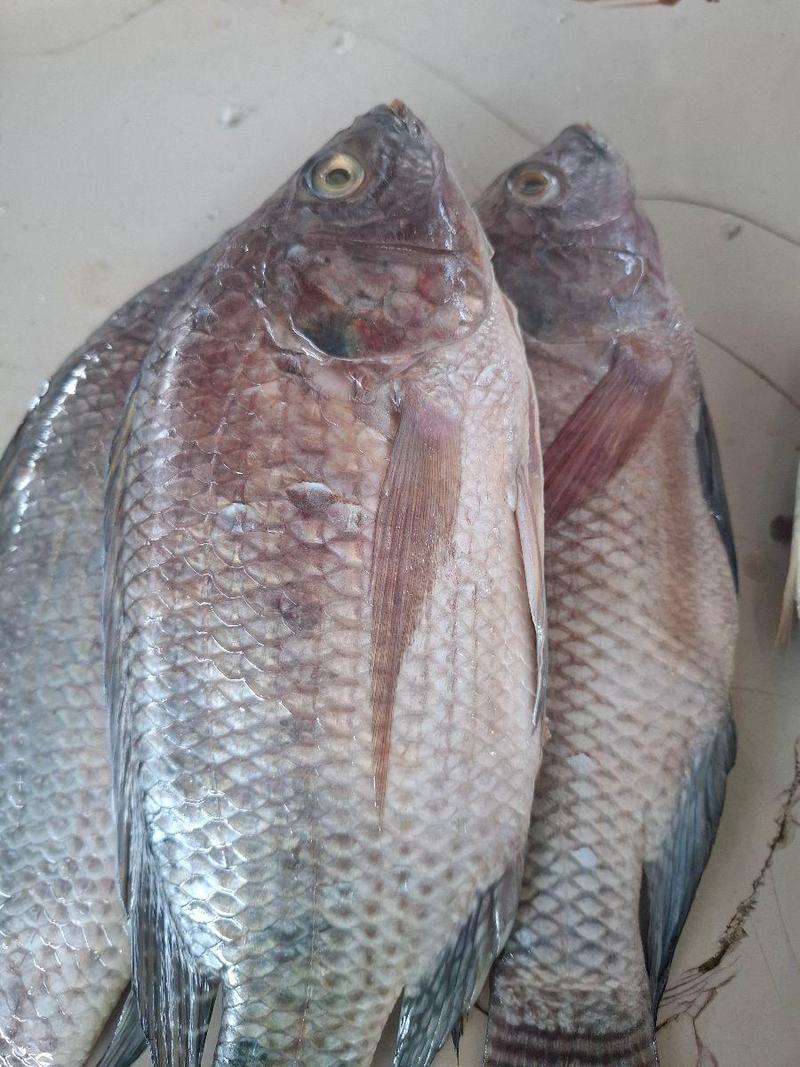 Tilapia fresco 